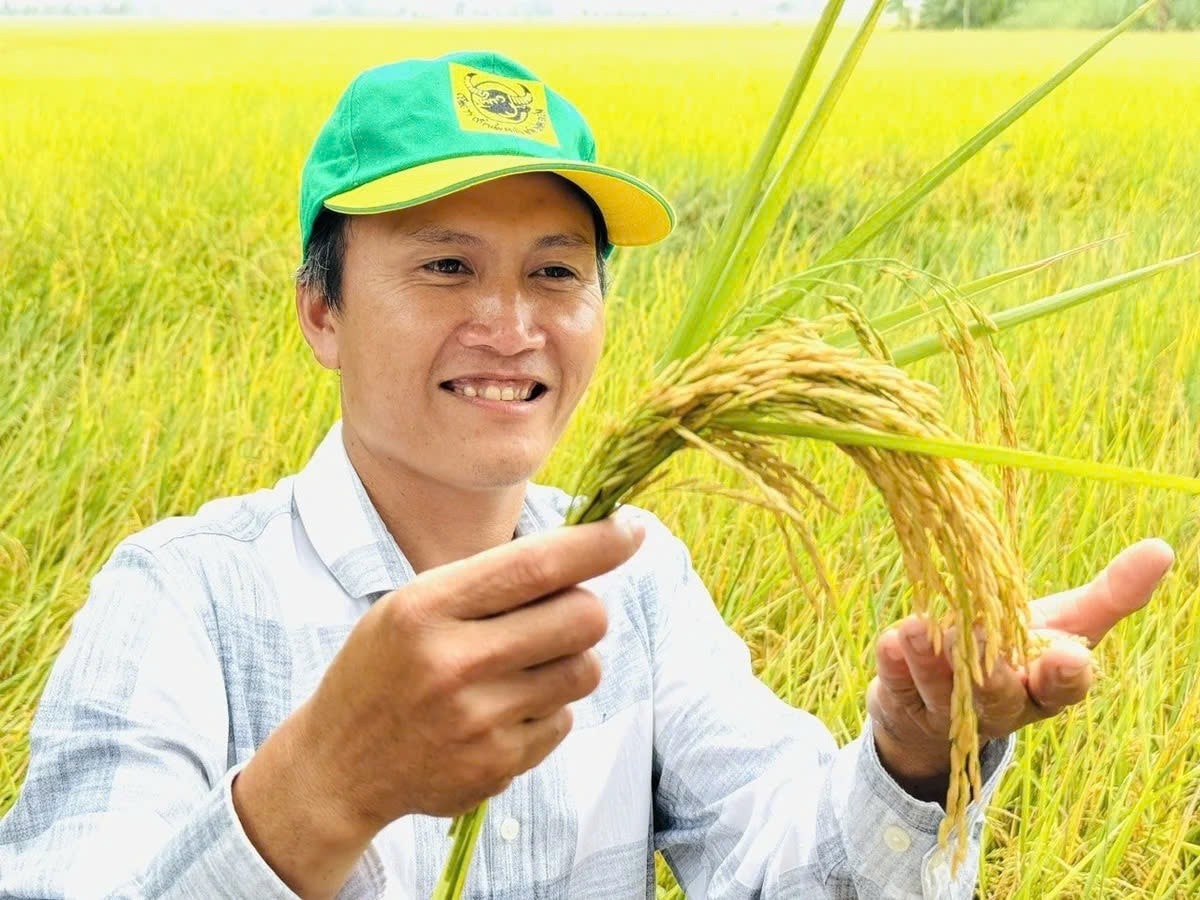 Canh tác lúa giảm phát thải mang lại nhiều hiệu quả về kinh tế lẫn môi trường. Nguồn: ITN
