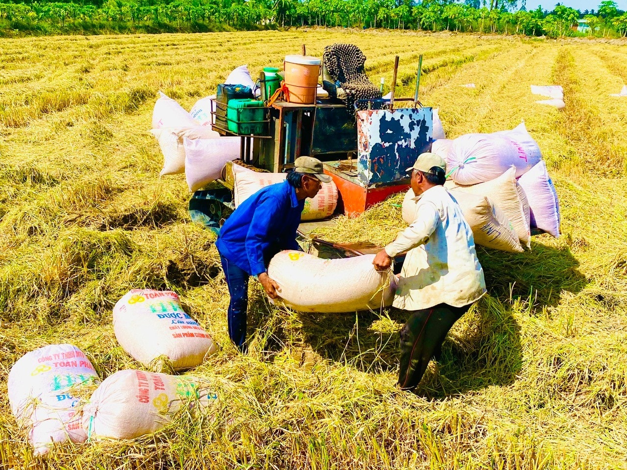Lúa chất lượng cao được các doanh nghiệp bao tiêu với giá cao hơn thị trường từ 200 - 300 đồng/ký. Ảnh:CTV
