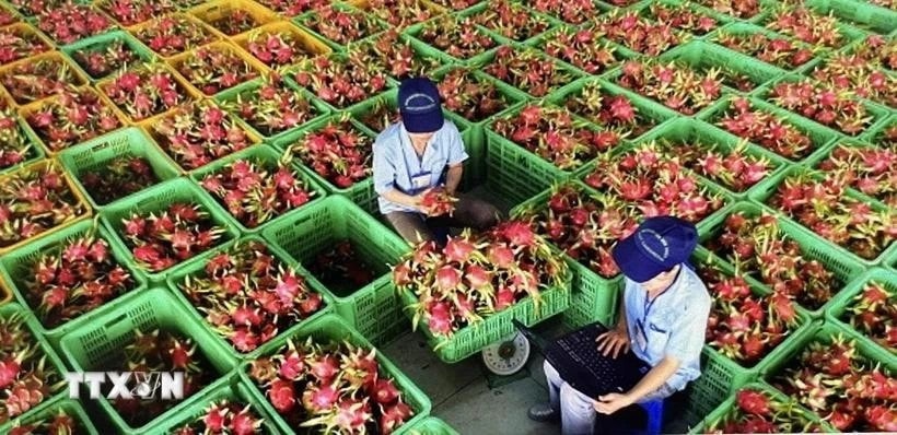 Preliminary processing of dragon fruit for export packaging. (Photo: VNA) thanh-long.jpg