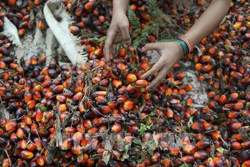 Illustrative photo (Photo: AFP/VNA) 162427-indonesia-do-bo-lenh-cam-xuat-khau-dau-co.jpg