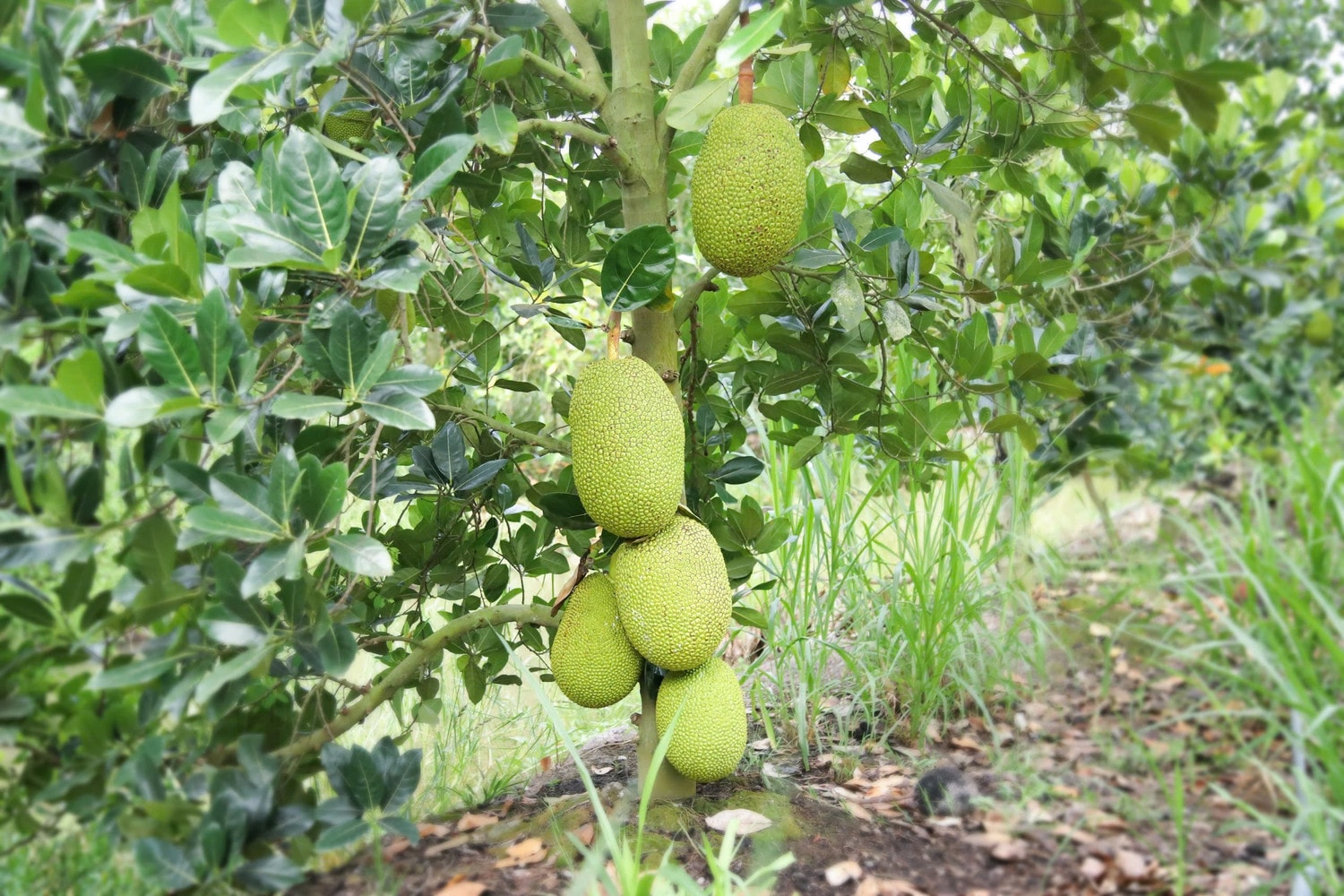 h3-mo-hinh-ung-dung-npk-ca-mau-cong-nghe-poly-phosphate.jpg