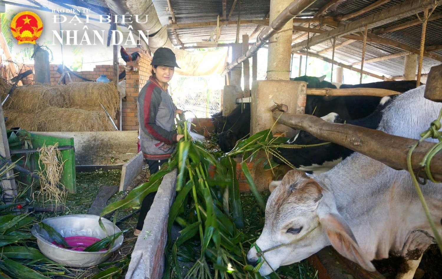 Mô hình nuôi bò 3B từ nguồn vay vốn ưu đãi của bà Cao Thị Hồng Lan