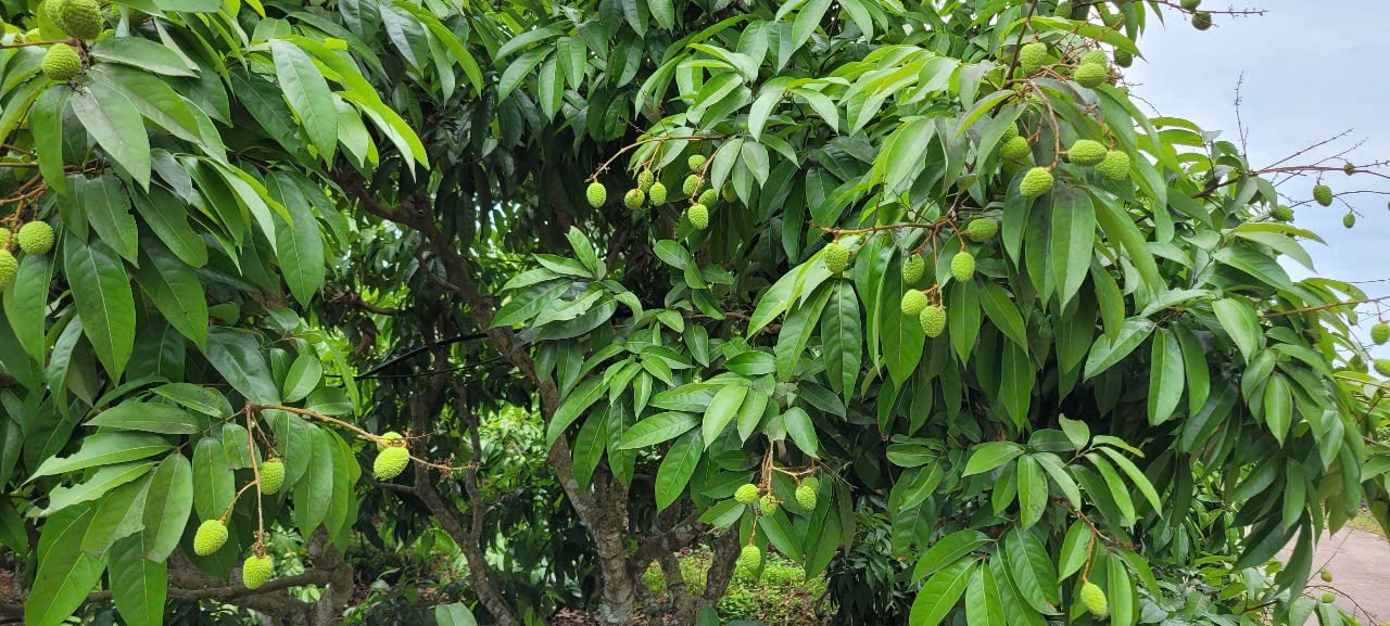 Ảnh vải
