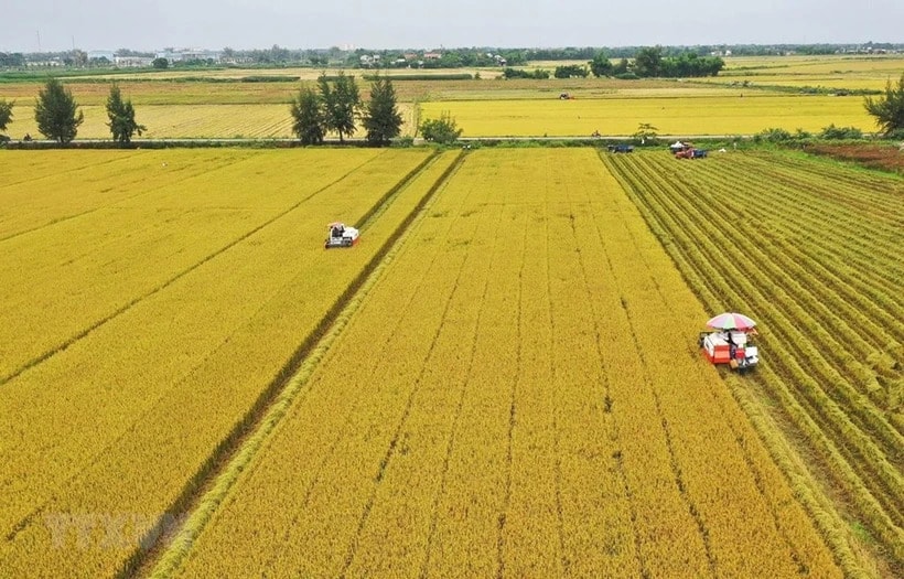 rice-9535.jpg.jpg
