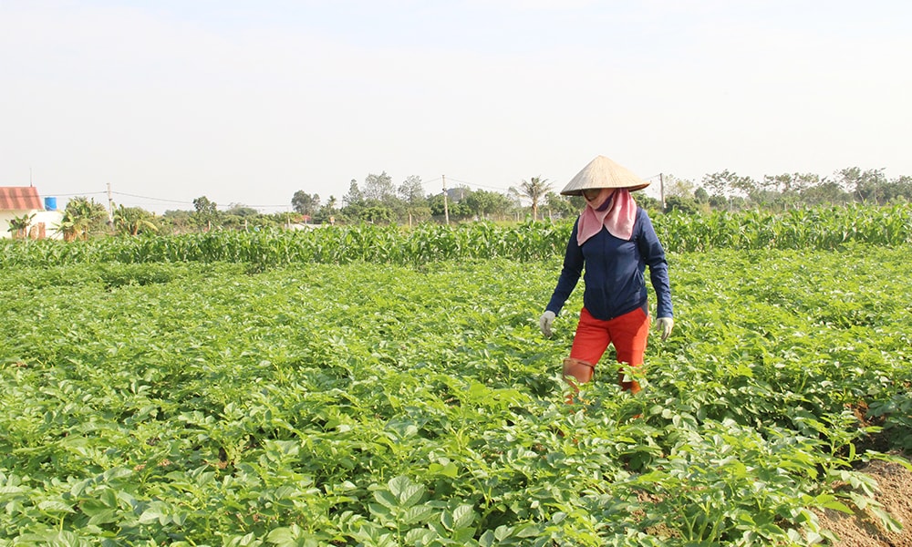 Khuyến nông BG 1
