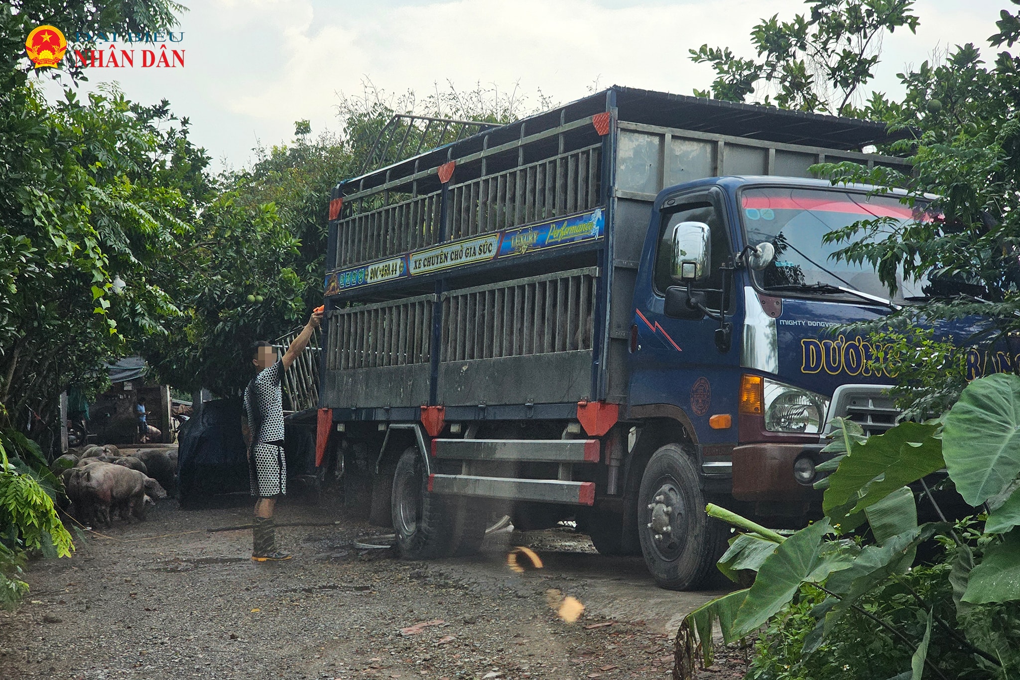 trai lon_La Coi_Yen Nghia (1)