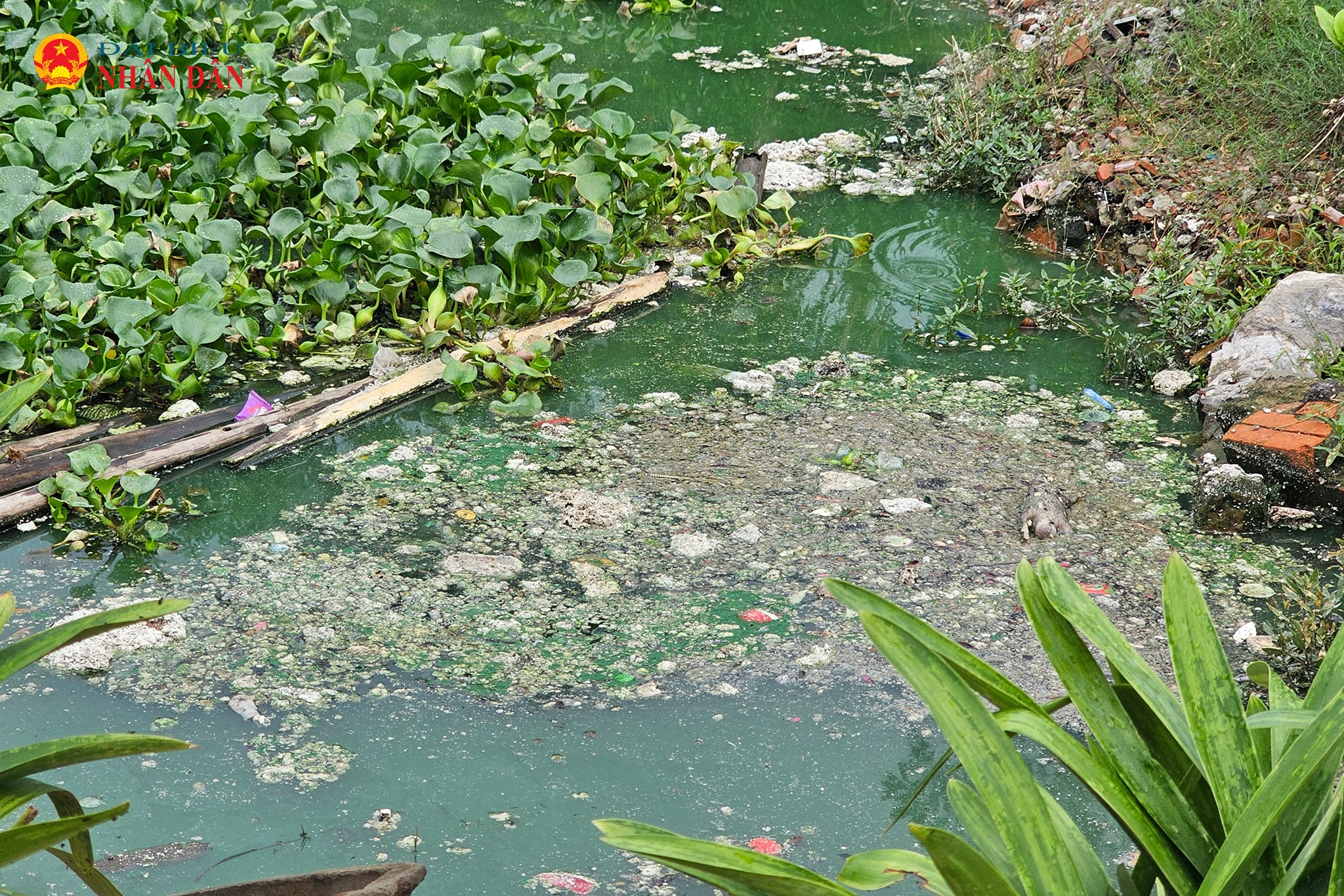 trai lon_La Coi_Yen Nghia (6)