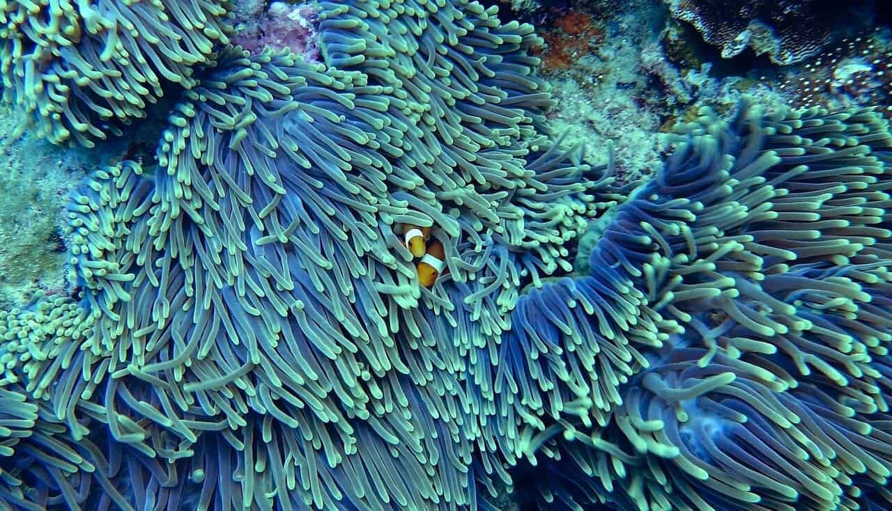 coral-reef-save.jpg