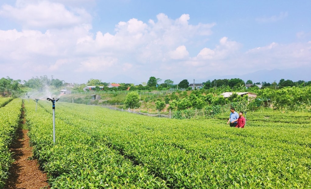 Người dân thôn Hải Đông, xã Quảng Thành (huyện miền núi Hải Hà) sử dụng thiết bị tưới tự động vào canh tác cây chè. Ảnh Minh Đức