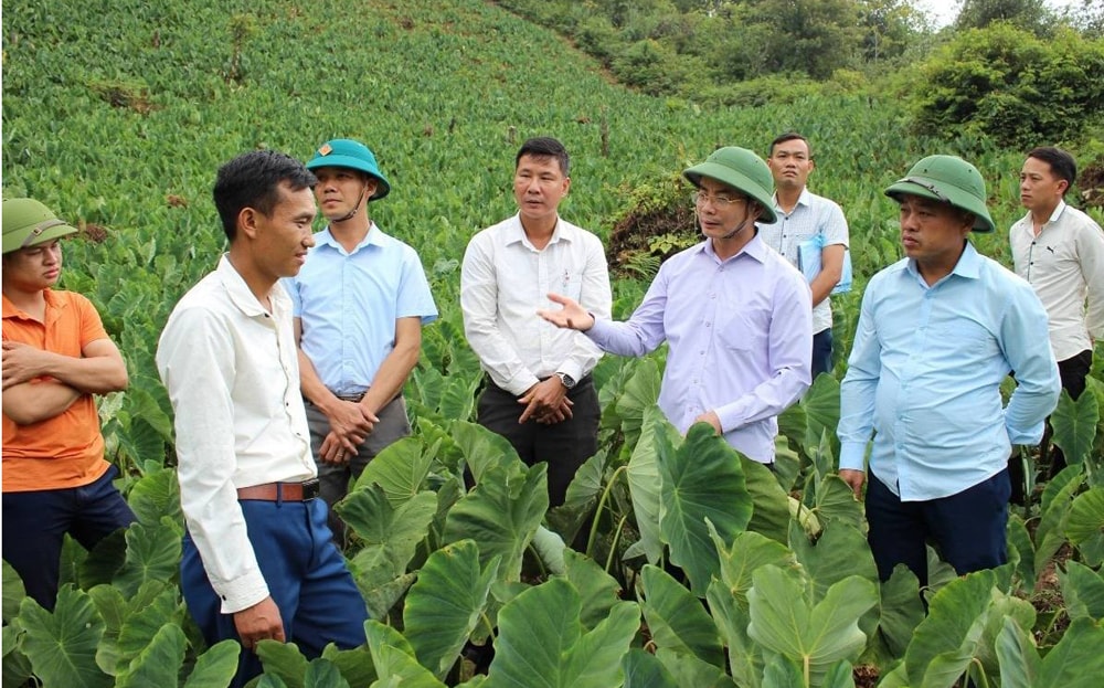 Lãnh đạo huyện Trạm Tấu thăm mô hình trồng khoai sọ của người dân xã Hát Lừu. Ảnh Thiên Cầm