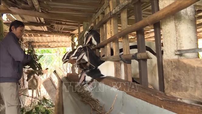 Người dân xã vùng cao Long Môn, huyện Minh Long (Quảng Ngãi) được hỗ trợ phát triển chăn nuôi. Ảnh Hải Âu - TTXVN