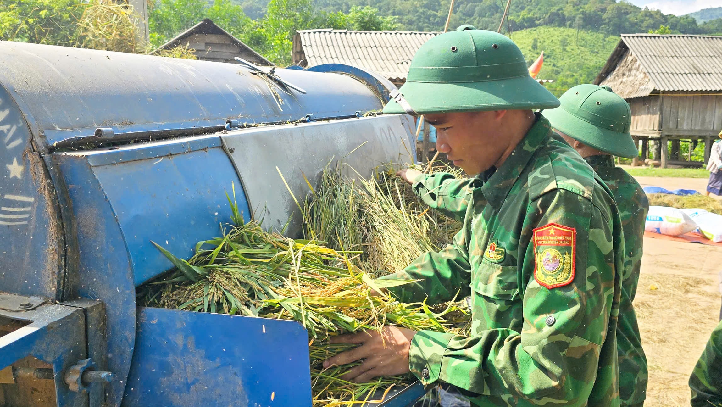 Bộ đội Biên phòng giúp dân bản Rục, Mày tuốt lúa