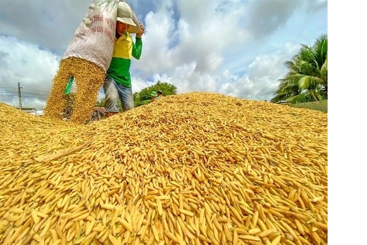 farmer at work during rice harvest season in the Mekong Delta. (Photo: VNA)