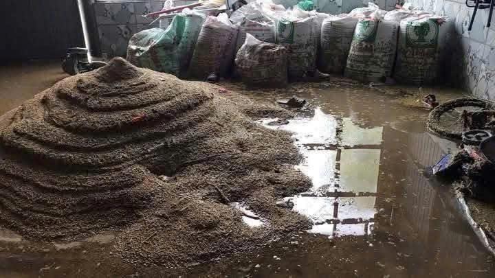 Lúa của người dân Quảng Trị vừa thu hoạch phơi chưa khô lại bị lũ nhấn chím hư hai nặng