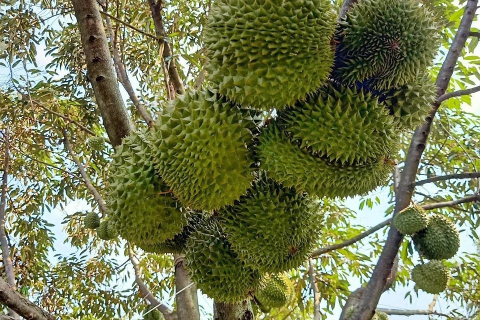 sầu riêng châu đức