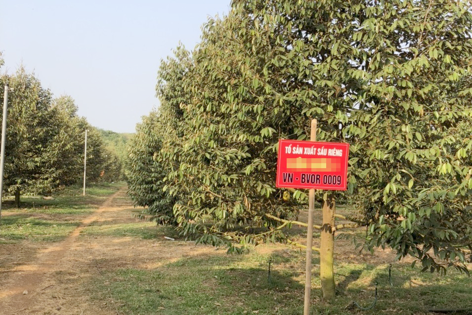 VƯỜN sầu riêng huyện châu đức