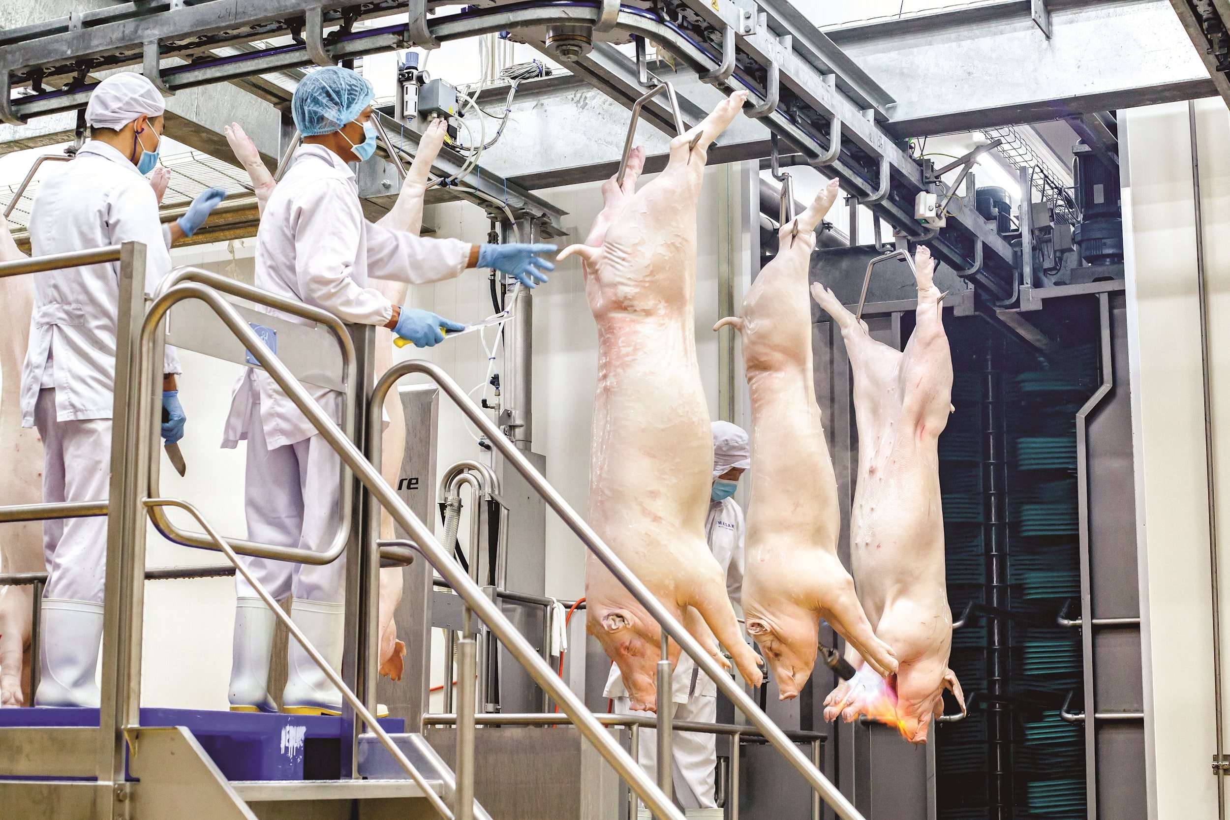 4.Quy trình giết mổ lợn mát tại các tổ hợp chế biến thịt MEATDeli copy