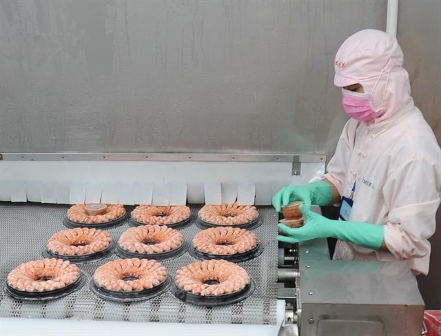 Processing shrimp for export. (Photo: VNA)