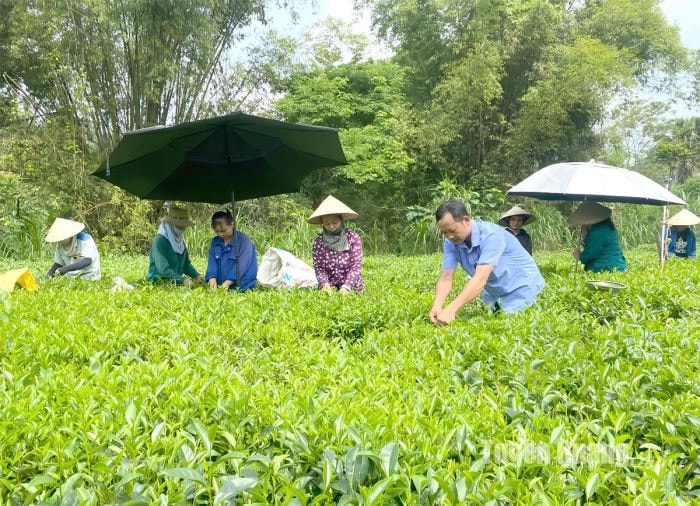 Dự án phát triển sản xuất, liên kết theo chuỗi giá trị sản phẩm chè trên địa bàn huyện Sơn Dương giúp người dân nâng cao thu nhập. Ảnh baotuyenquang