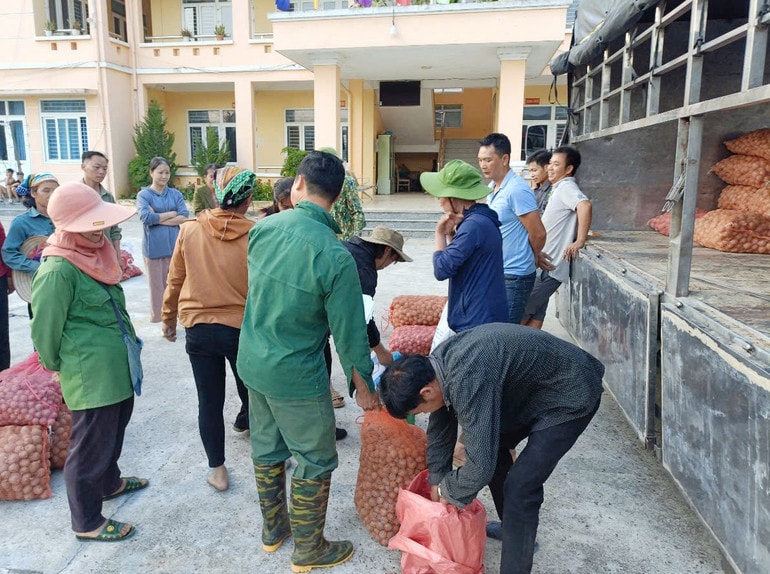 Hỗ trợ giống cây khoai tây cho người dân phát triển kinh tế. Ảnh: Hà Thanh