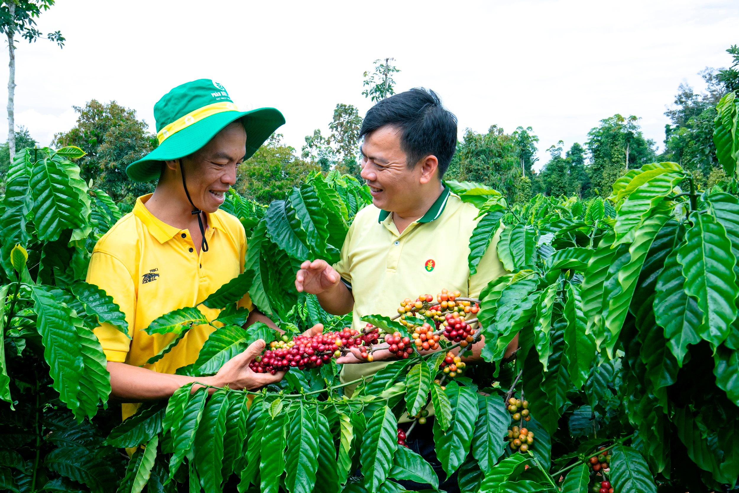 PVCFC nỗ lực triển khai các hoạt động xúc tiến bán hàng, chính sách hậu mãi, quyền lợi sau bán hàng, chia sẻ áp lực chi phí với người nông dân (1)