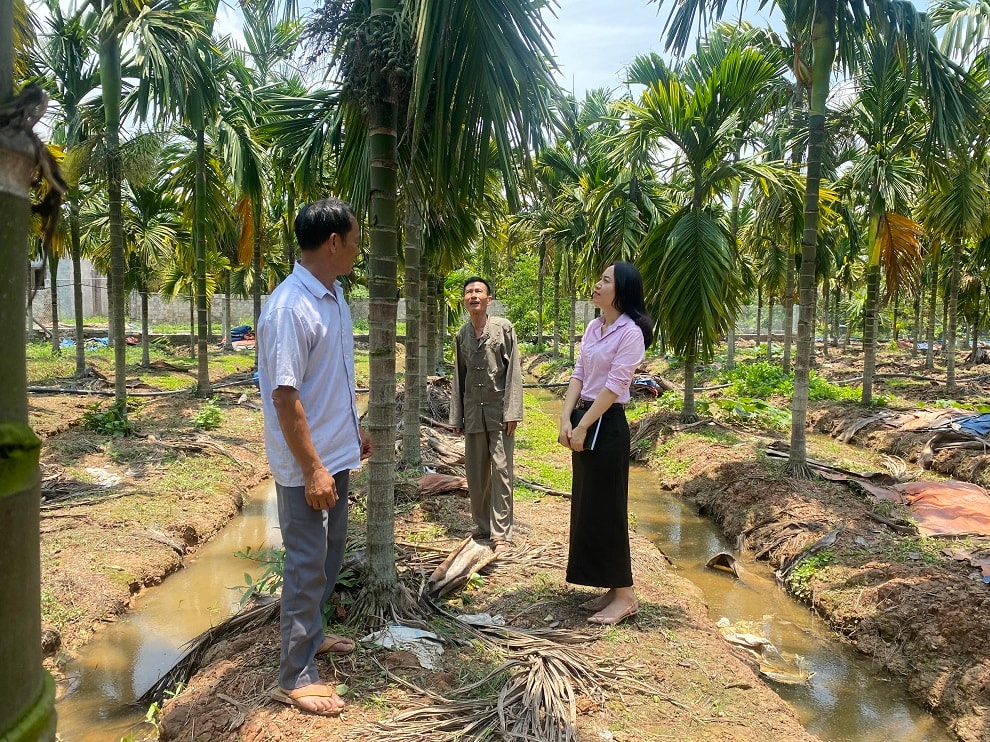 Đoàn công tác Ngân hàng Chính sách xã hội Chi nhánh Hải Phòng tham quan mô hình trồng cau của gia đình ông Nguyễn Hoàng Nga, xã Cao Nhân, .