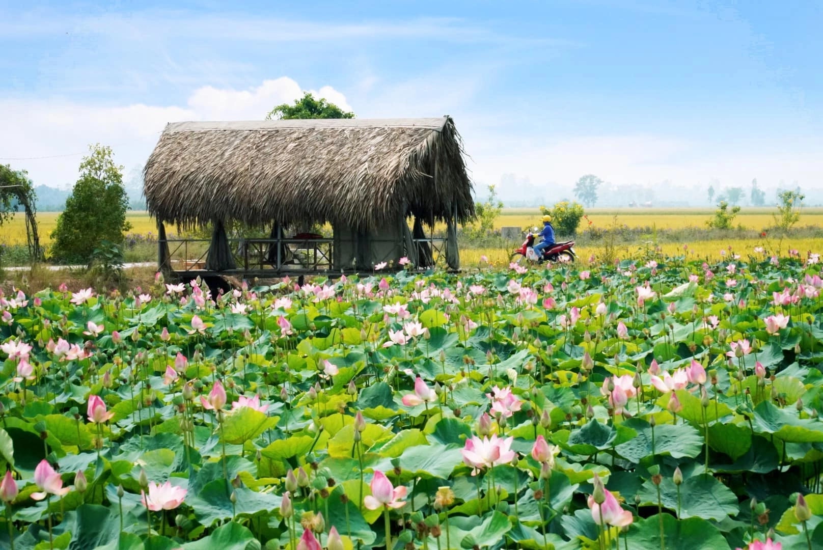 Tỉnh Đồng Tháp