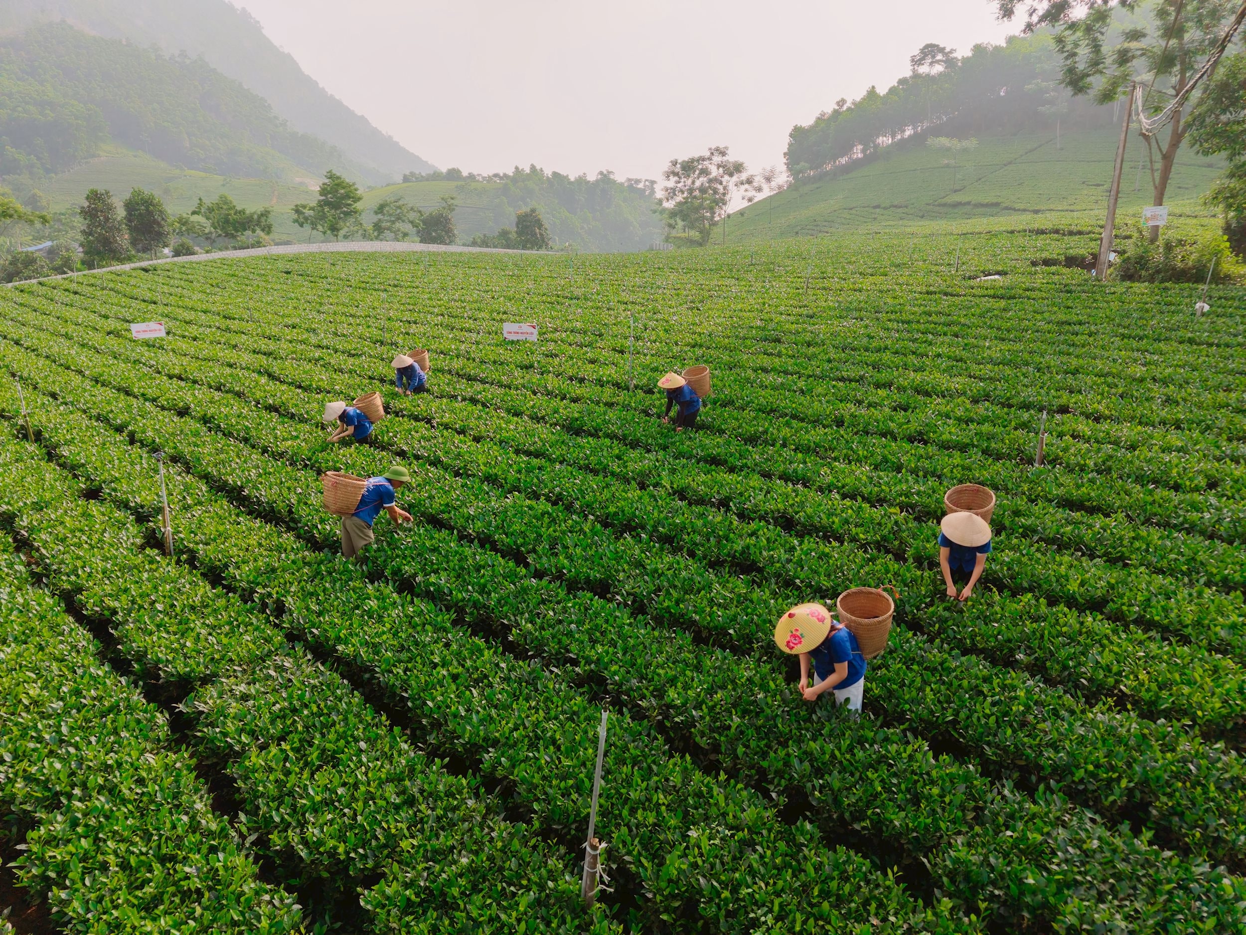 Vùng nguyên liệu thí điểm - Đồi chè của HTX La Bằng 3