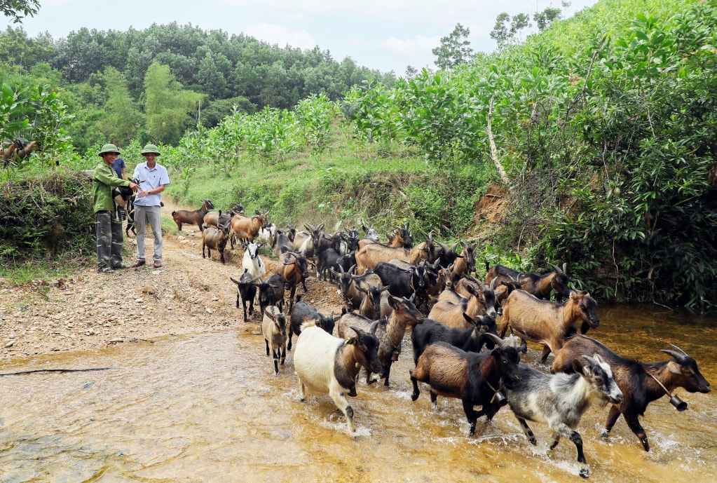 Ngày càng nhiều mô hình sản xuất hiệu quả mang lại thu nhập ổn định cho người dân vùng khó Quảng Ninh. Đỗ Quang