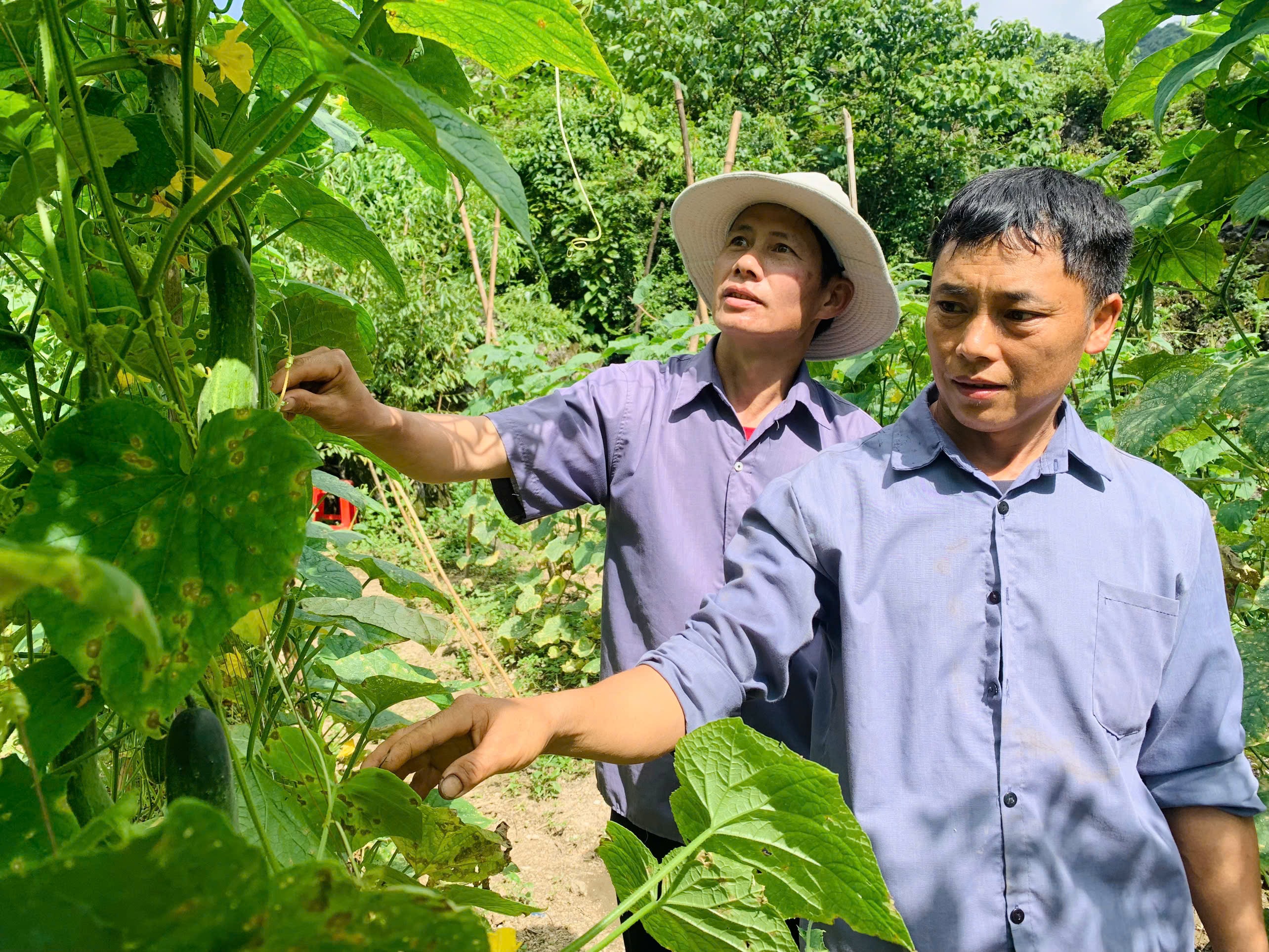 Ảnh 1. Anh Tẩn Sấn Quẩy, thôn Thượng Sơn (người đầu tiên bên phải) bên diện tích cây dưa chuột.