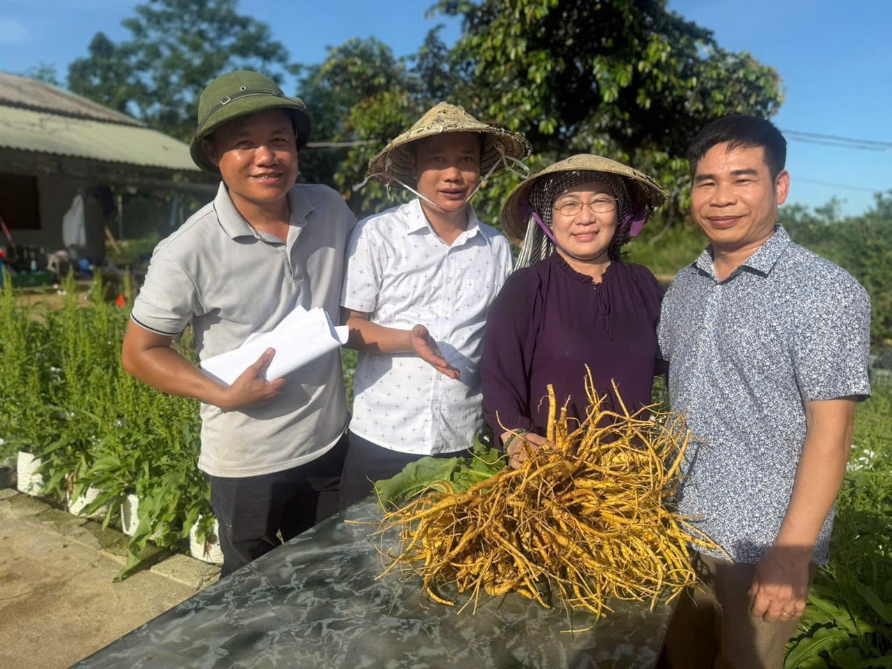 Củ Sâm Nữ hoàng được Công ty Quantum Farm trồng thực nghiệm tại vườn ươm giống sâm tại Thanh Hóa