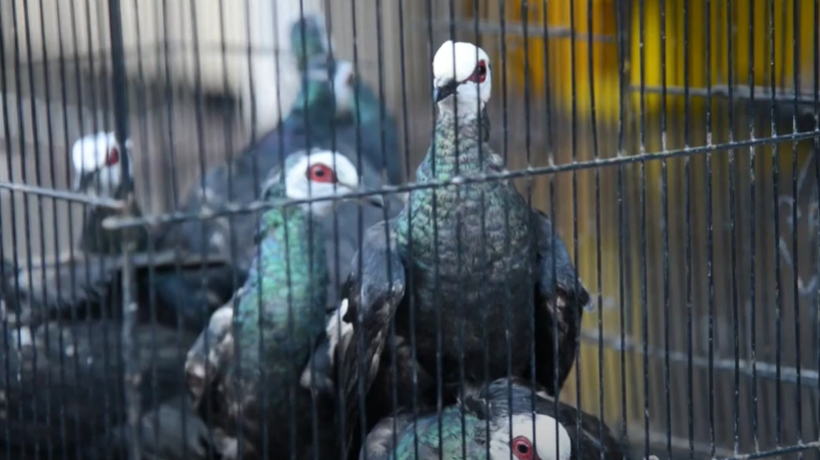 1,200 endangered birds rescued from smuggling operation in Indonesia (Photo: AFP) 