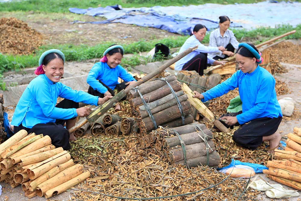 Người dân tộc Sán Chỉ thu hoạch quế. Ảnh Khánh Giang