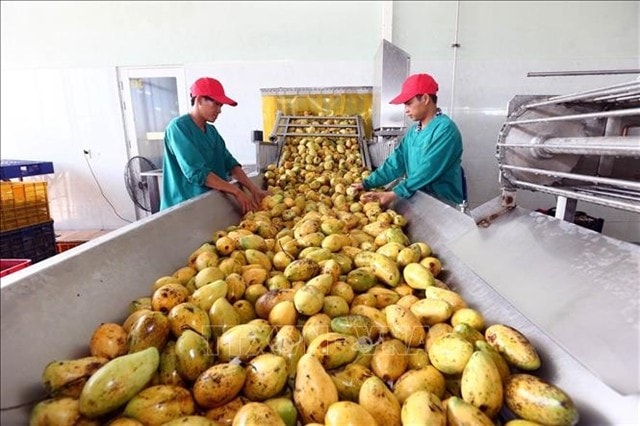 Workers at a mango processing factory in Tay Ninh province. (Photo: VNA)