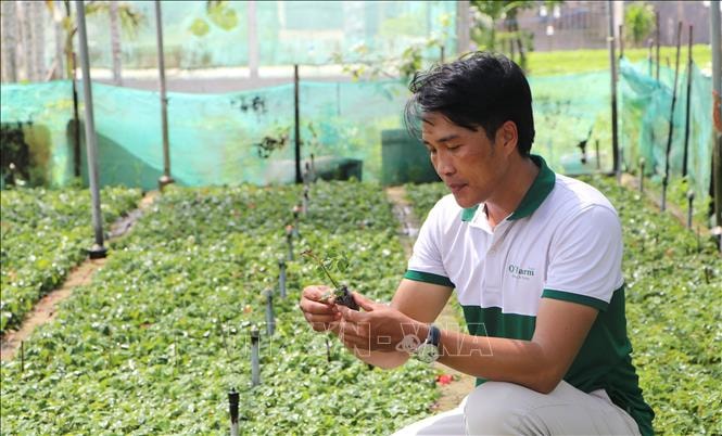 Giám đốc Hợp tác xã Dịch vụ nông nghiệp hoa Nghĩa Hiệp, ông Trần Quang Nhật kiểm tra cây hoa hồng giống. Ảnh Đinh Hương