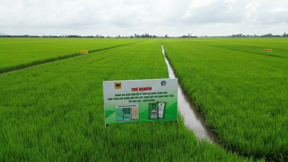 Mô hình thử nghiệm phân bón Đầu Trâu Bio-Canxi tại Hòn Đất, Kiên Giang. Ảnh: Ngọc Vân