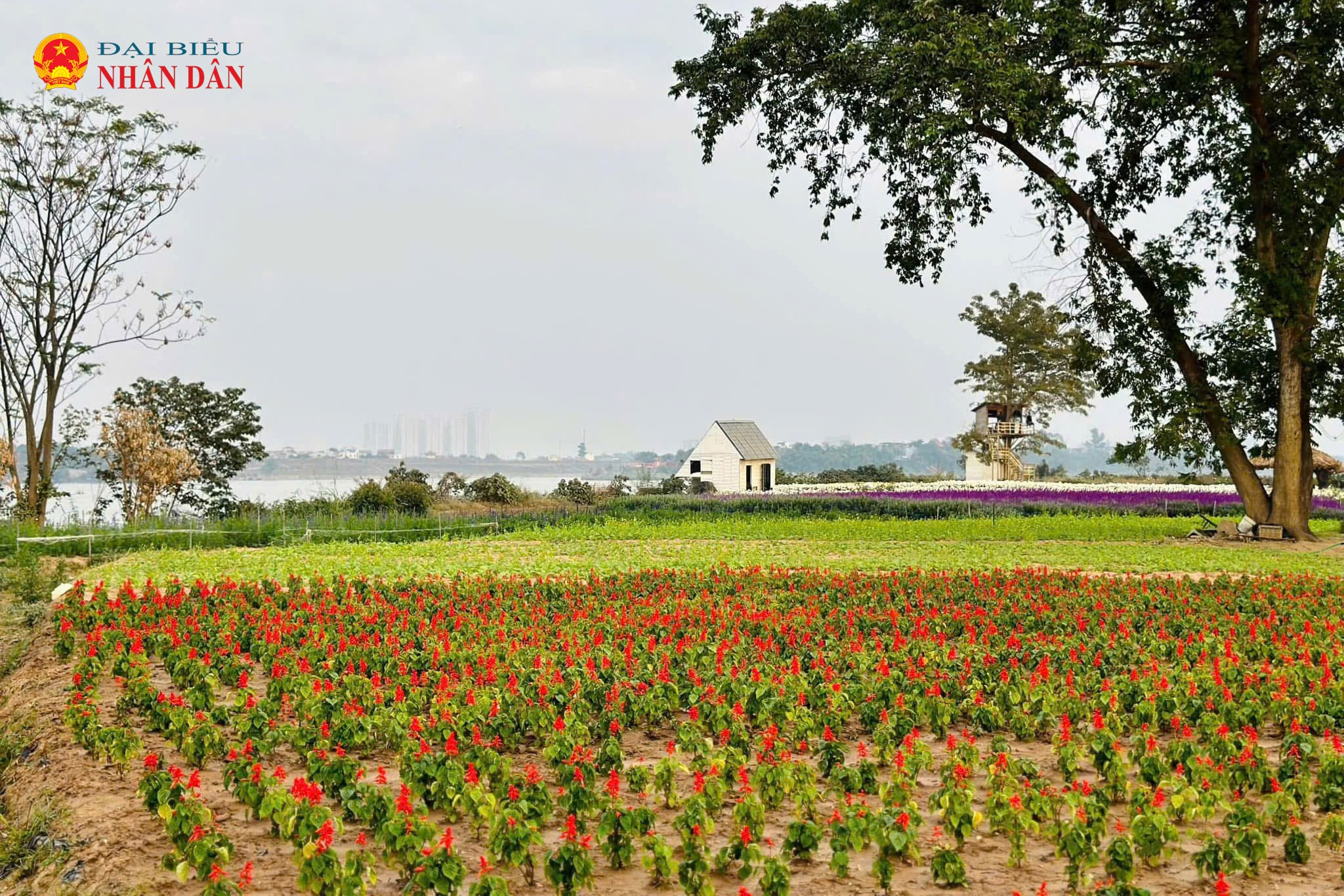 bai da song Hong_Ha Noi (18)