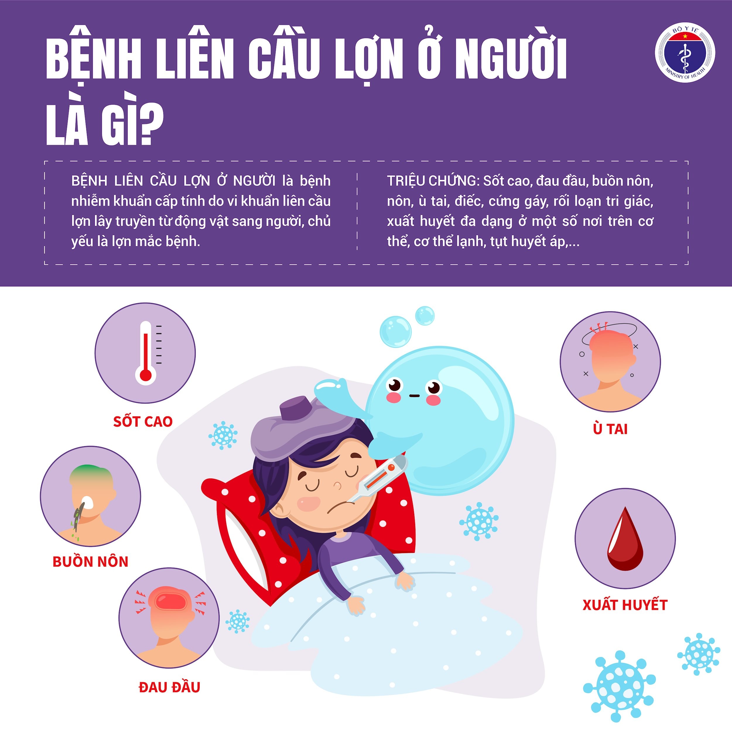Liên cầu lợn 1