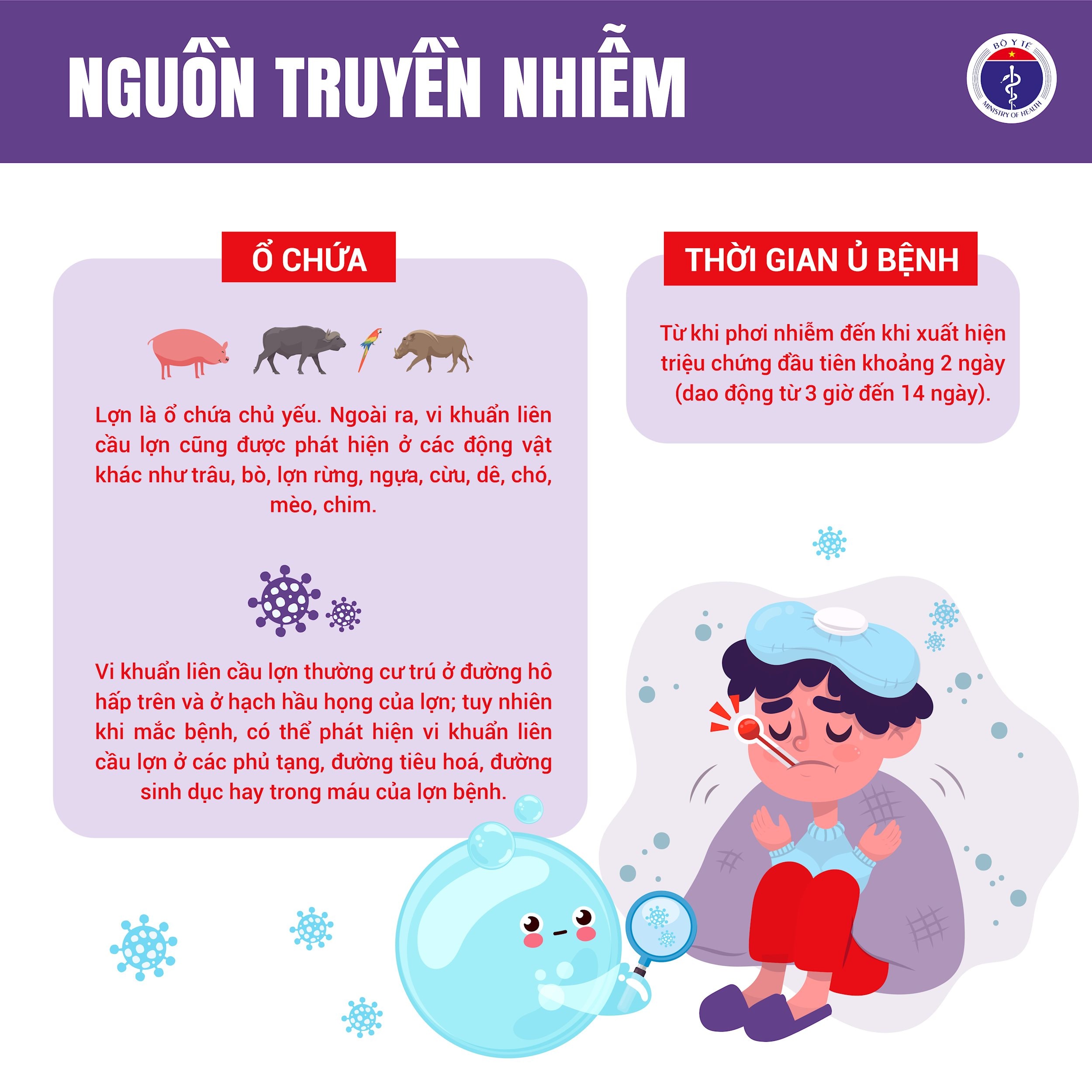 Liên cầu lợn 2