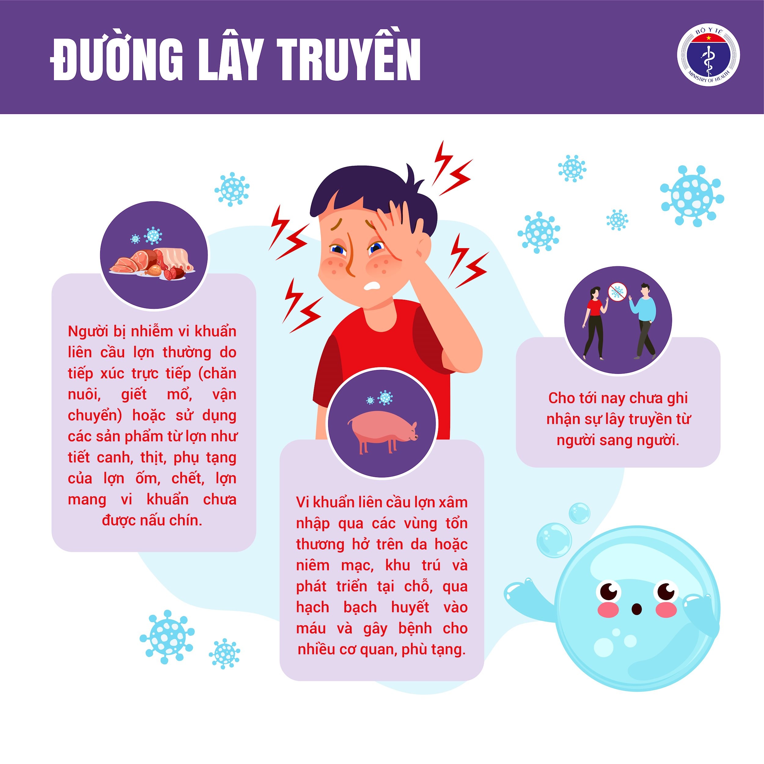 Liên cầu lợn 3