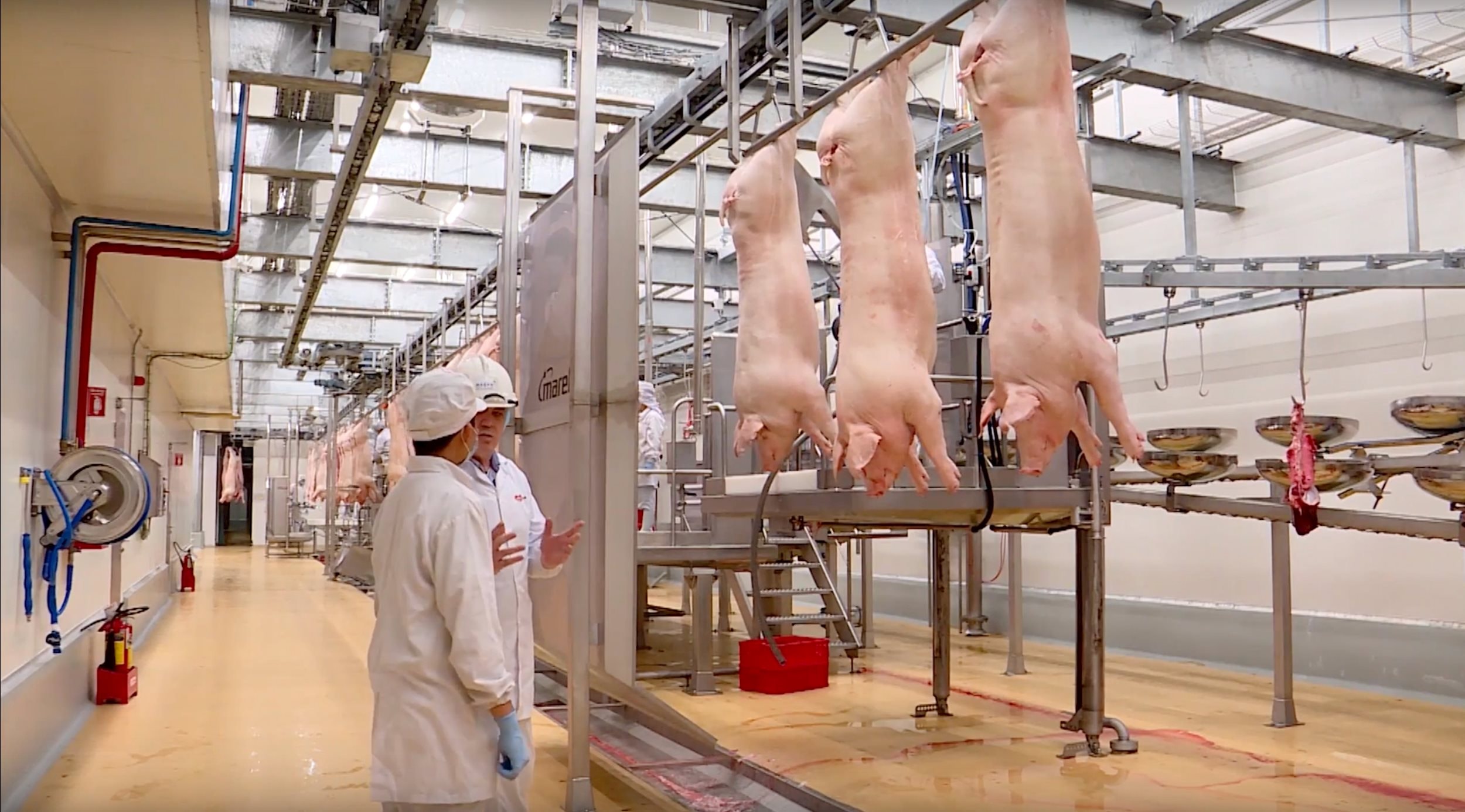 Quy trình giết mổ heo mát tại các tổ hợp chế biến thịt MEATDeli