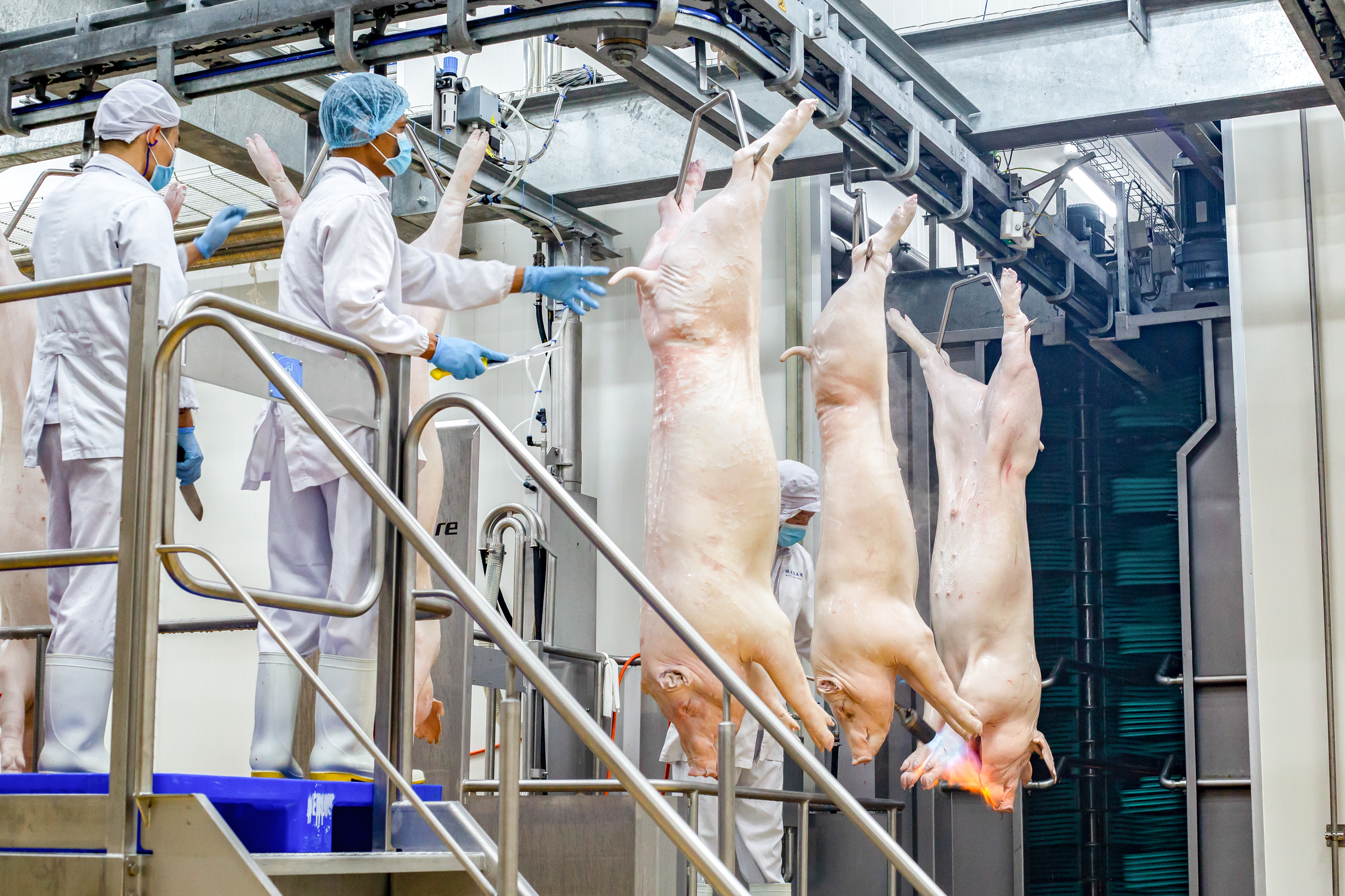 3.Nhân viên kiểm tra tại nhà máy chế biến thịt ủ mát MEATDeli