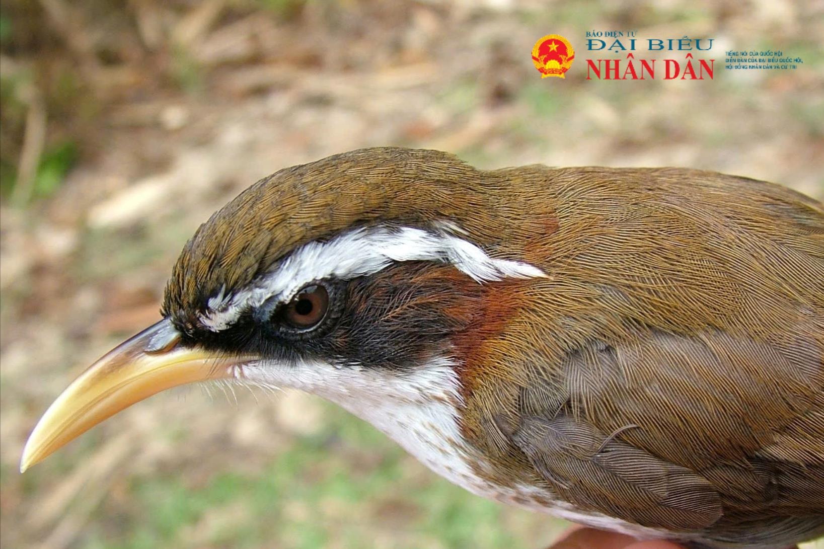 hoa-mi-dat-may-trang-white-browed-scimitar-babbler(1).jpg
