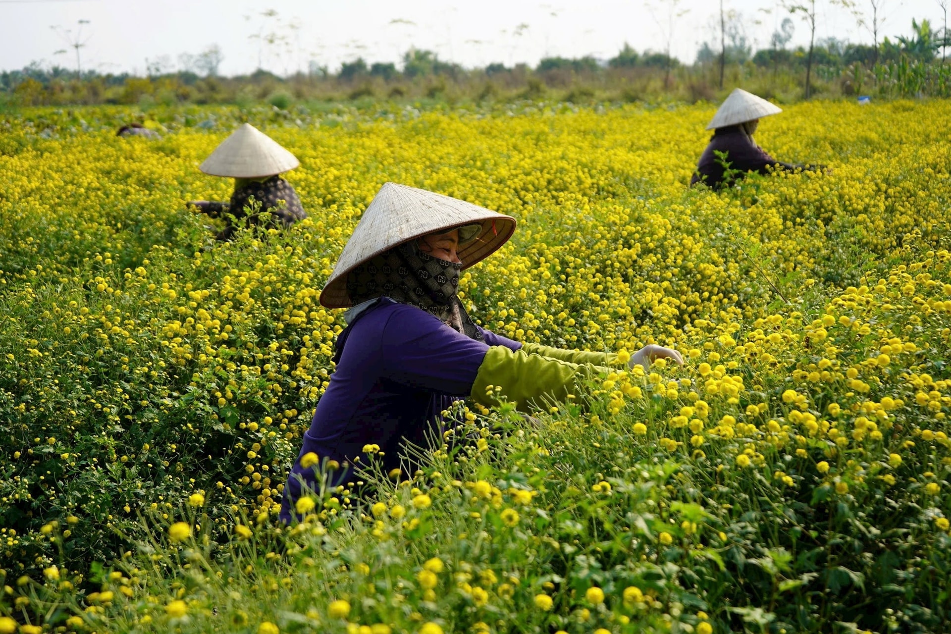 Mô hình trồng hoa cúc chi tại xã Vĩnh Thịnh giúp người dân có cuộc sống ổn định hơn. Ảnh P.T