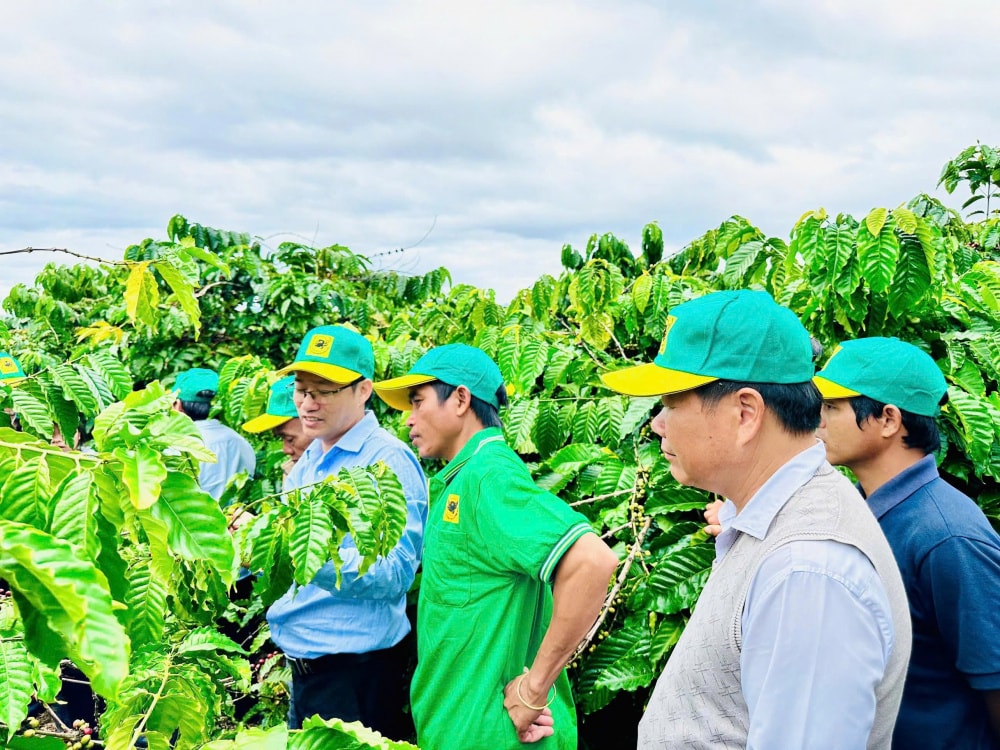 tai-sao-can-canh-tac-ca-phe-thong-minh_68c957cade90e.jpg