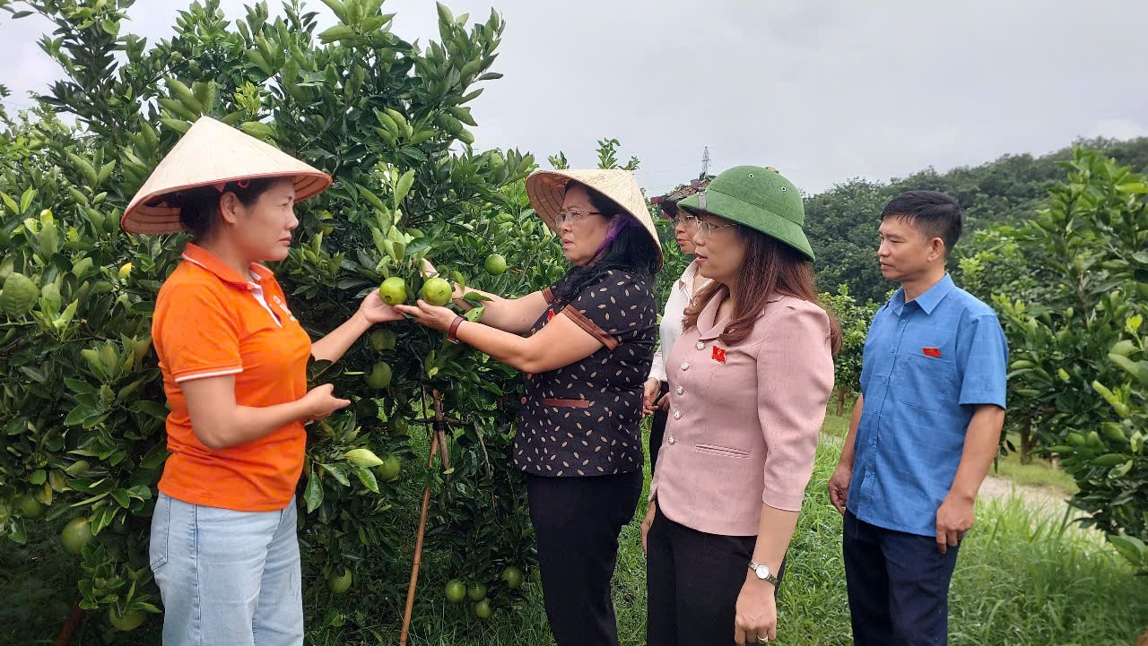 Đoàn giám sát khảo sát mô hình nhân giống, trồng mới, thâm canh cây cam V2, bưởi da xanh tại bản Bó, phường Mường Thanh