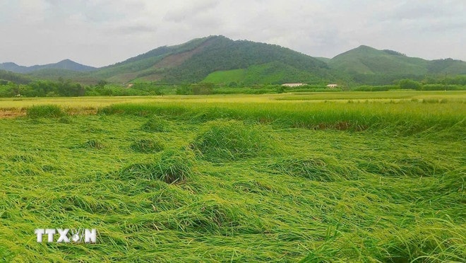 Một số diện tích lúa bị gãy đổ tại địa bàn huyện Sơn Động cũ (tỉnh Bắc Ninh). (Ảnh: TTXVN phát) ttxvn-mua-lu-gay-nhieu-thiet-hai-tai-bac-ninh-8322026-4.jpg
