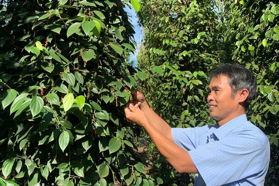 Organic-standard-pepper-garden-of-farmer-in-Xa-Lam-San-Cam-My-District.-Anh-B-Nguyen(1).jpg