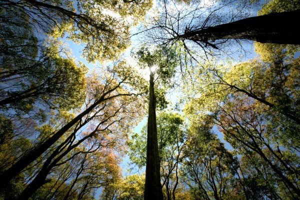 Ảnh 3- Để tăng diện tích rừng được cấp chứng chỉ thì cần tích hợp quy định tiêu chuẩn quản lý rừng bền vững. Ảnh LN