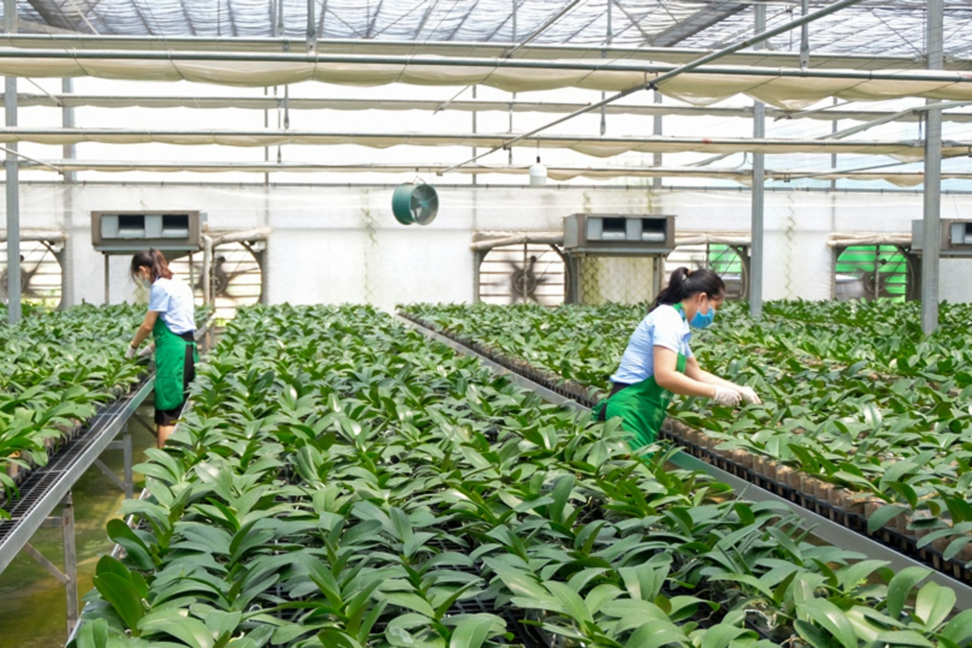 high-tech-orchid-o-me-linh.jpg